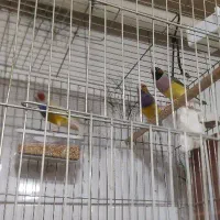فنج