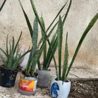 سانسوریا سالم دونه ای ۱۵۰