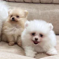 پامرانین عروسکی فقط ۱۲|سگ|کرج, گوهردشت|دیوار