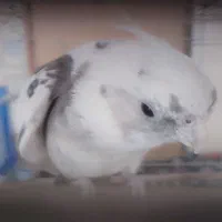 یک جفت عروس هلندی تخم گذار همراه با قفس و وسایل