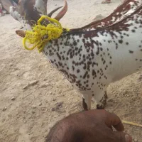 خوشکل بامزه ببین
