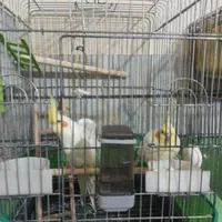 عروس هلندی مولد