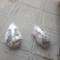 کفترجفت|پرنده|سبزوار, شرق کال شمالی|دیوار