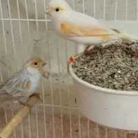 قناری موزاییکی خاص با دوتا جوجه
