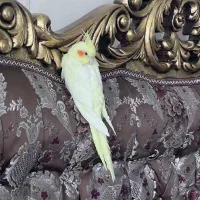 عروس هلندی گم شده