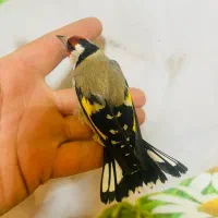 سهره پاییزه جفتی چونه سفید یاسمین سهره خاکی قناری