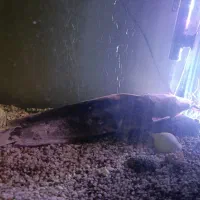 کت فیش آفریقایی و اسکار مسی