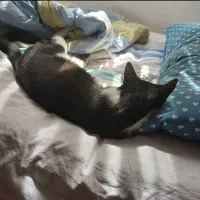 گمشده|حیوانات|نوشهر, |دیوار