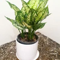 گل و گلدون /تاپر چوبی|گل و گیاه طبیعی|شاهین‌شهر, عطار|دیوار