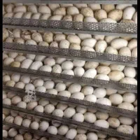 تخم نطفه دار غاز