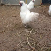 خروس  ابریشمی