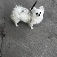 سگ پامرانین