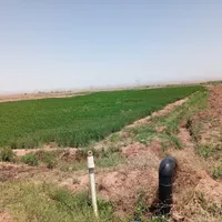 فروش زمین کشاورزی زراعی آب چاه تربت حیدریه|فروش دفتر صنعتی، کشاورزی، تجاری|مشهد, کوی ولیعصر|دیوار