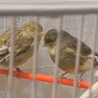 قناری سرخ آگات‌ گلاستر اورجینال مست خون ماده اماده|پرنده|مشهد, صیاد شیرازی|دیوار