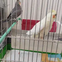 عروس هلندی نروماده