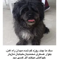 سگ گمشده نژاد شیتزو مشکی محدوده میدان راه آهن