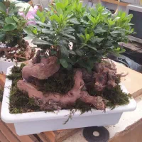 گل میخک بنسایی|گل و گیاه طبیعی|مشهد, امیر المومنین|دیوار