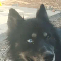 سگ دورگه هاسکی،ژرمن