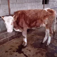 گوساله نر پرواری|حیوانات مزرعه|پایین هولار, |دیوار