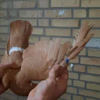 زرد|پرنده|شوشتر, |دیوار