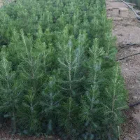 نهال سرو ناز شیراز ...سروناز گلدانی، پاکتی و نشاء|گل و گیاه طبیعی|شیراز, حومه شیراز|دیوار