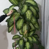 گل دیفن با خیا