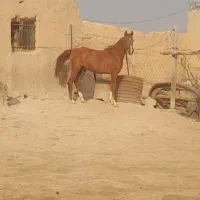 اسب کرد اصیل|اسب و تجهیزات اسب‌سواری|ماهیدشت, |دیوار