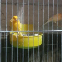 فروش قناری|پرنده|رونیز, |دیوار