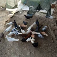 کبوتر رنگی|پرنده|سعدآباد, |دیوار