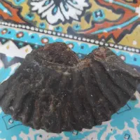 فروش سنگ فسیل|کلکسیون اشیاء عتیقه|گنبد کاووس, |دیوار