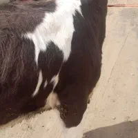 گوساله ماده سمینتال