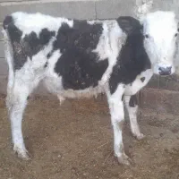 گاو یا گوسالیه نر سمینتال ۸ ماه|حیوانات مزرعه|شادگان, |دیوار