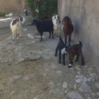 دوتا بز زاییده دوتا سر سینه آبستن میش
