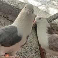 کبوترکفتر