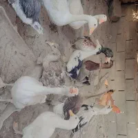 بت و اردک|حیوانات مزرعه|هیرمند, |دیوار