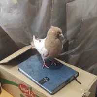 سینه زرد پرتغالی|پرنده|صدرا-فارس, فاز ۱|دیوار