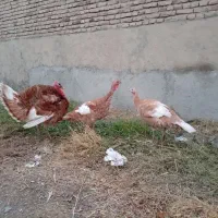 ۳تا بوقلمون  خوشگل اماده تخم گذاری|حیوانات مزرعه|محمدبار, |دیوار