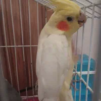 یک جفت عروس هلندی بالغ