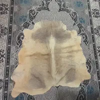 پوست دباغی شده گوساله خوش رنگ صحنه