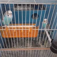 مرغ عشق مولد با تمام لوازم و قفس