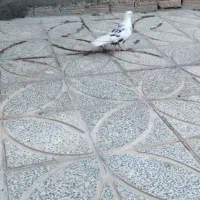 کبوتر|پرنده|دورود, |دیوار
