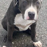 سگ آمریکن بولی|سگ|رودسر, |دیوار