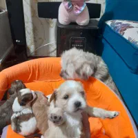 واگذاری توله شیتزو|سگ|تبریز, |دیوار