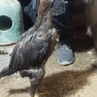 جوجه لاری اصل برزیلی تضمینی