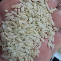 برنج چمپا.محلی
