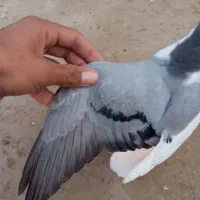 یک جفت ساده سبز با جوجه چب|پرنده|گنبد کاووس, |دیوار