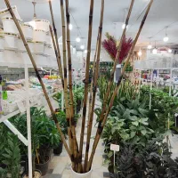 چوب بامبو ضخیم پایه گلدان استند سانسوریا یوکا پازل|گل و گیاه طبیعی|قم, ولیعصر|دیوار