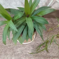 گل پرورش خونگی|گل و گیاه طبیعی|مسجد سلیمان, |دیوار