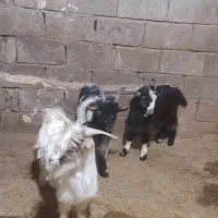 بیگ نر|حیوانات مزرعه|مسجد سلیمان, |دیوار