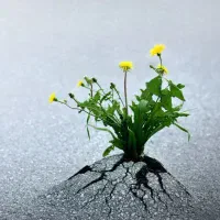 داوطلبانه راهنمایی